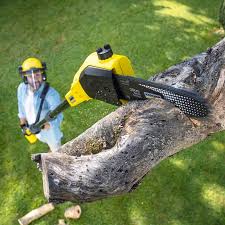 Lawn Maintenance Plans in Pine Hills, CA